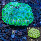 Dipsastrea Brain Coral Australia (click for more detail)