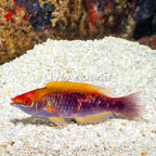 Lubbock's Fairy Wrasse (click for more detail)