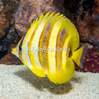 Rainford's Butterflyfish  (click for more detail)