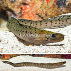 Fimbriated Moray Eel  (click for more detail)