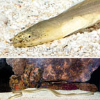 Ghost Ribbon Eel (click for more detail)