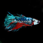 ButterflyTail Betta  (click for more detail)
