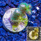 LiveAquaria® Cultured Green Birdsnest Coral (click for more detail)
