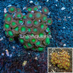 Zoanthus Coral Australia (click for more detail)