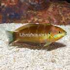 Kuiter's Leopard Wrasse EXPERT ONLY - LIVE DIVE (click for more detail)