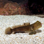 Lagoon Shrimp Goby  (click for more detail)