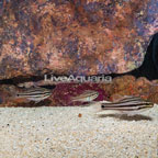 Oxina Cardinalfish, Trio (click for more detail)