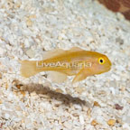 Yellow Clown Goby (click for more detail)
