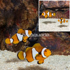 Wild True Percula Clownfish, Pair (click for more detail)