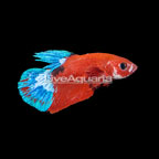 Hellboy Plakat Betta (click for more detail)