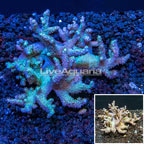 Sinularia Leather Coral Vietnam (click for more detail)