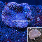 Toadstool Leather Coral Vietnam (click for more detail)