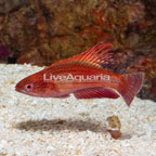 Linespot Flasher Wrasse (click for more detail)