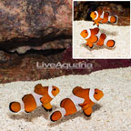 WC Ocellaris Clownfish, Pair (click for more detail)
