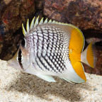 Seychelles Butterflyfish  (click for more detail)