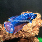 Round Tail Plakat Betta (click for more detail)