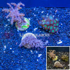 LiveAquaria® Three Pack Cultured Kenya Tree, Zoanthus and Xenia Coral Combo (click for more detail)