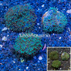 LiveAquaria® Three Pack Cultured Sympodium Coral (click for more detail)