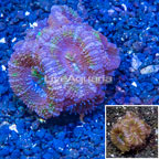 LiveAquaria® Cultured Acan Lord Coral (click for more detail)
