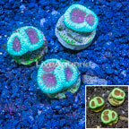LiveAquaria® Three Pack Cultured Goniastrea Brain Coral (click for more detail)
