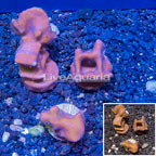 LiveAquaria® Three Pack Cultured Blue Ridge Coral (click for more detail)