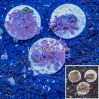 LiveAquaria® Three Pack Cultured Xenia Coral (click for more detail)