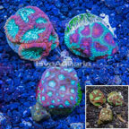 LiveAquaria® Three Pack Cultured Favia Coral (click for more detail)