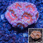 LiveAquaria® Cultured Acan Lord Coral (click for more detail)