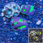 LiveAquaria® Three Pack Cultured Goniastrea Coral (click for more detail)