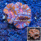 LiveAquaria® Cultured Acan Lord Coral (click for more detail)