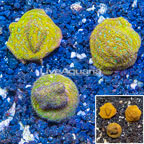 LiveAquaria® Three Pack Cultured Leptoseris Coral (click for more detail)