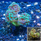 LiveAquaria® Cultured Hammer Coral (click for more detail)