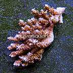 Bushy Acropora Coral Tonga (click for more detail)
