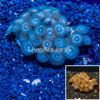 Zoanthus Coral Tonga (click for more detail)