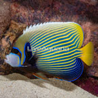 Emperor Angelfish XL (click for more detail)
