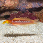 Bella Goby  (click for more detail)