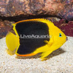 Rock Beauty Angelfish (click for more detail)