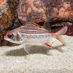 Dusky Squirrelfish  (click for more detail)