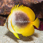 Sunburst Butterflyfish (click for more detail)