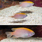 Pink Damselfish, Trio (click for more detail)