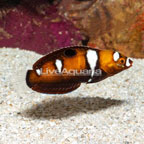 Formosa Wrasse (click for more detail)