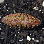 Purple Tiger Scallop EXPERT ONLY (click for more detail)