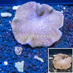 Toadstool Leather Coral Vietnam (click for more detail)