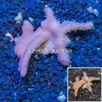 Devil's Hand Leather Coral Vietnam (click for more detail)