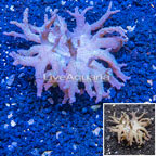 Sinularia Leather Coral Vietnam (click for more detail)