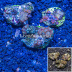 Three Pack Zoanthus Coral Indonesia (click for more detail)