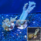 LiveAquaria® Two Pack Cultured Pineapple Tree Coral (click for more detail)