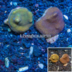 LiveAquaria® Two Pack Cultured Montipora Coral (click for more detail)