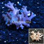 Sinularia Leather Coral  (click for more detail)