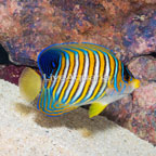 Regal Angelfish EXPERT ONLY (click for more detail)
